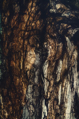 Old wood structure detail, and painting effect.