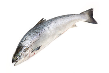 Altantic Slamon fish isolated on a white studio background.