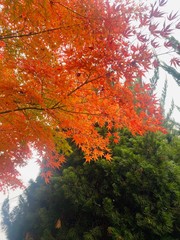maple leaves in autumn