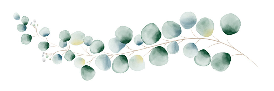 Watercolor green eucalyptus leaves and branches