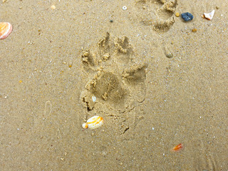 Closeup on Dog paw on wet sea sand