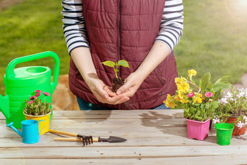 Gardeners hand planting flowers in pot with dirt or soil. Woman care of flowers in garden or greenhouse. gardener is happy for results.