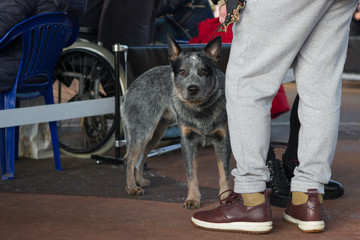 Australian Cattle Dog at a dog show with his master