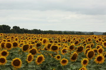 Fototapeta premium sunflower, field, flower, yellow, sky, summer, nature, agriculture, sunflowers, sun, green, plant, blue, landscape, leaf, blossom, farm, bright, meadow, sunny, rural, growth, beauty, beautiful, crop, 
