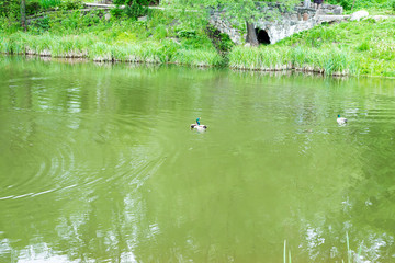 Two males mallard ducks in the green water of park lake against bank with grass and stone bridge.
