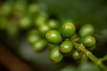 Coffee cherries. Coffee beans on coffee tree, branch of a coffee tree with ripe fruits with dew. Concept Image.