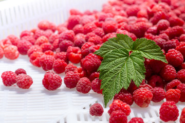 Red ripe and juicy raspberries and green leaf. Harvest concept