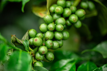 Coffee cherries. Coffee beans on coffee tree, branch of a coffee tree with ripe fruits with dew. Concept Image.