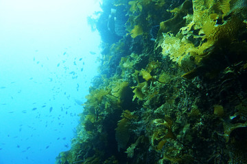 In spring, the seawater temperature has risen, and seaweed is growing rapidly.