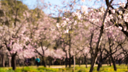 A blurry unfocused background picture of tall trees with flowers that bloom first in spring