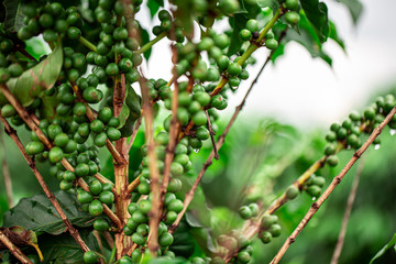 Coffee cherries. Coffee beans on coffee tree, branch of a coffee tree with ripe fruits with dew. Concept Image.