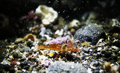 Small red shrimp swimming on the seabed at night
