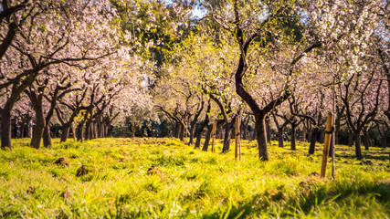 A blurry unfocused background picture of tall trees with flowers that bloom first in spring