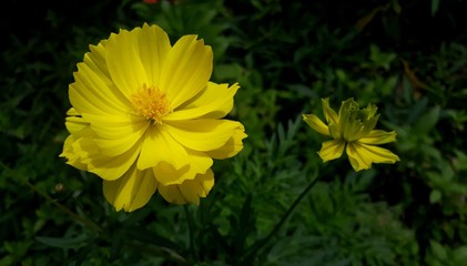 yellow flowers in the garden