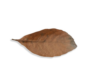 Brown dry leaves with a white patterned background