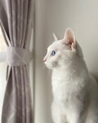 cat with blue eyes