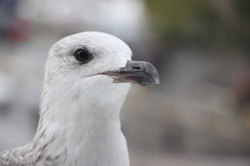 close up sea gull head
