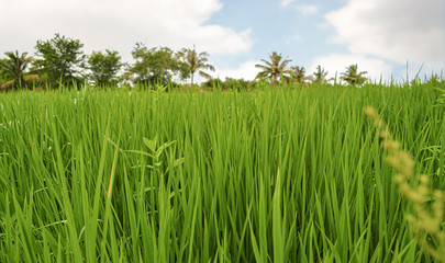 green grass and blue sky
