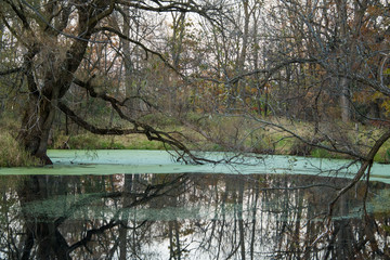 Algae on a pond in the woods