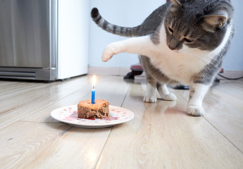 Cat's birthday - 326068933