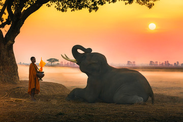 Elephant made merit a monk's bowl. Thai people and elephant jointly give alm to monk. elephant and...