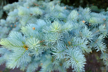 The branches of the blue spruce close-up. Blurred focus. Blue spruce or prickly spruce (Picea pungens) - representative of the genus Spruce from the Pine family.