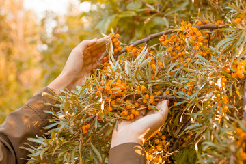 Female hands collect sea buckthorn