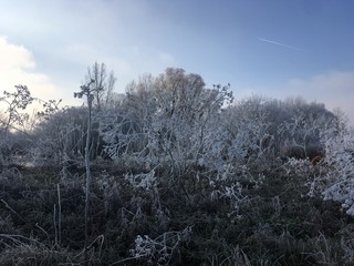Frost an Gras
