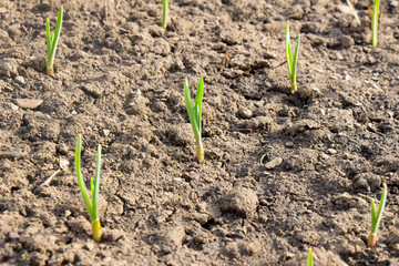 Crops planted in rich soil grow under the spring sun