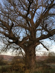 alter Baum