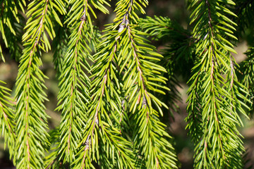 green spiny branches of fir or pine, background