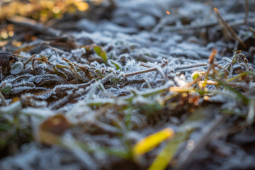 morning frost on the grass
