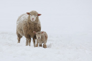 Mother sheep and young lamb standing in a field of snow