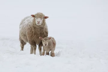 Fotobehang Mother sheep and young lamb standing in a field of snow © Paul Steven