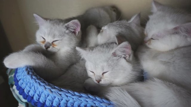 Several sleeping kittens of a color: silver chinchilla.