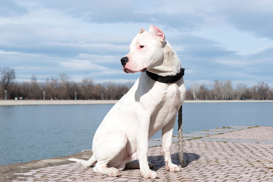 Dog Dogo Argentino - full length portrait. Argentinean mastiff. Beautiful white dog sits on a background of water and sky. Pet for a walk. Close-up. Copy space