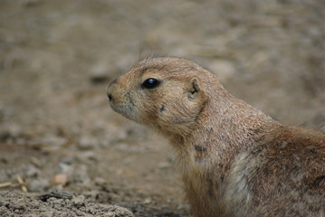 Prairie Dog