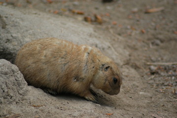 Prairie Dog