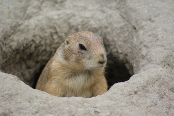 Prairie Dog