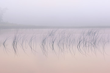 Abstract, foggy landscape of reeds and reflections in calm water at dawn, Cold Brook County Park, Michigan, USA