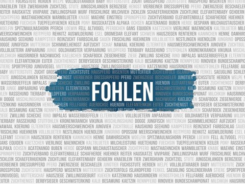 Fohlen
