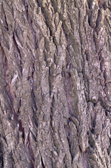 Natural tree bark.Brown wooden background.