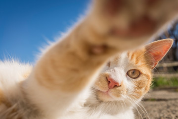 dog and kitten playing outside in the yard. dog and kitten friendship. puppy and kitten in a fun game.