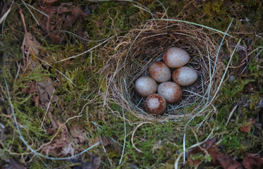 European robin( Erithacus rubecula) nest with six small eggs shot in a nest box