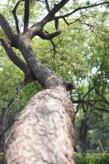 Fototapeta premium tree