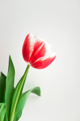 Pink tulip. Minimalist postcard to Happy birthday, Valentine's Day, Mother's day, wedding or other holidays. Beautiful flower bloom, vertical