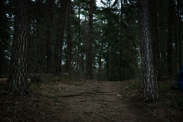 forest path