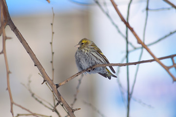siskin sits on a tree branch on a sunny day