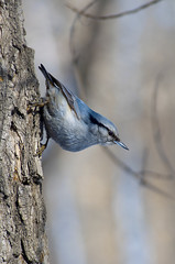 Nuthatch examines tree for feed
