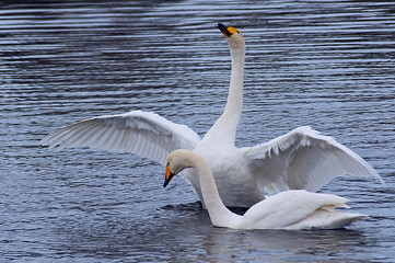pair of swans wintering on the lake